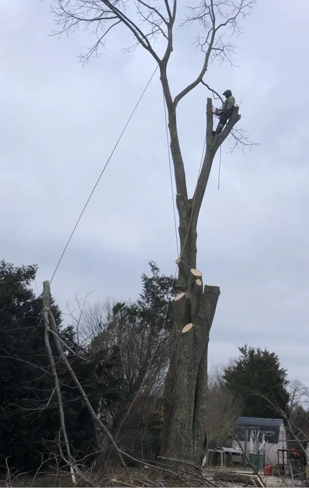 Local landscape design in Selden, NY - Armando's Tree Service