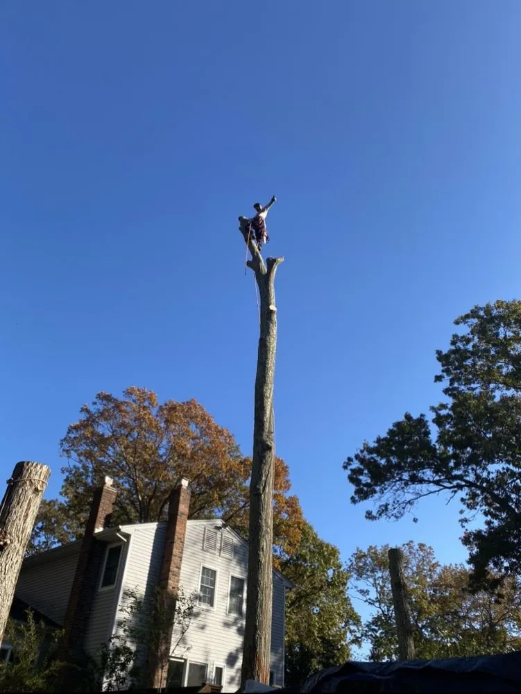 Professional yard maintenance in Selden, NY by Armando's Tree Service