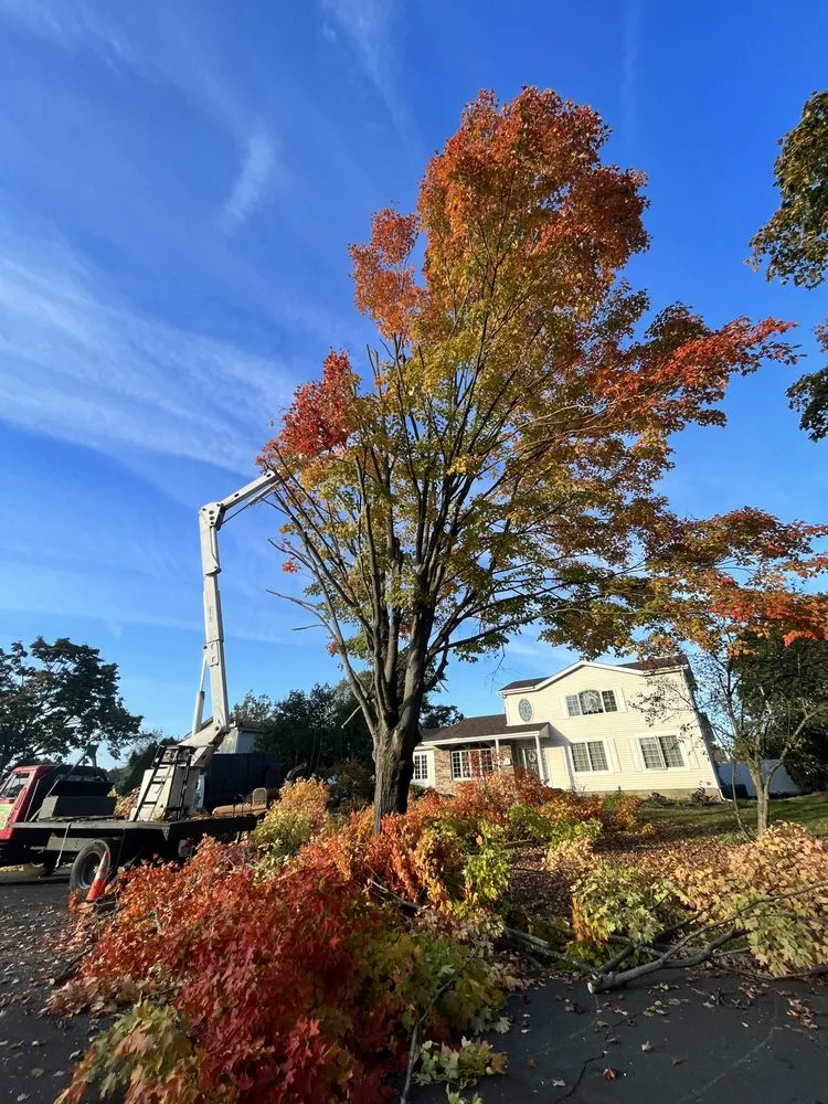 Local residential landscaping experts serving Selden, NY - Armando's Tree Service
