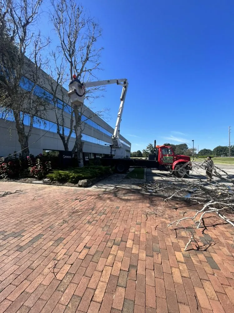 Top-rated yard cleanup service for year-round maintenance across Selden, NY - Armando's Tree Service