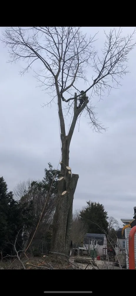 Reliable yard maintenance in Selden, NY - Armando's Tree Service