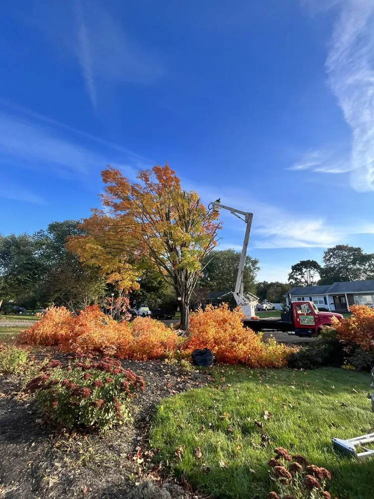 Custom lawn care service in Selden, NY by Armando's Tree Service