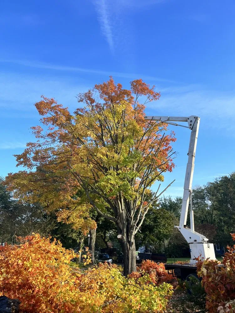 Reliable outdoor landscaping in Selden, NY by Armando's Tree Service
