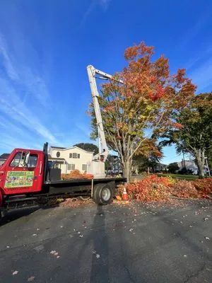 Armando's Tree Service
