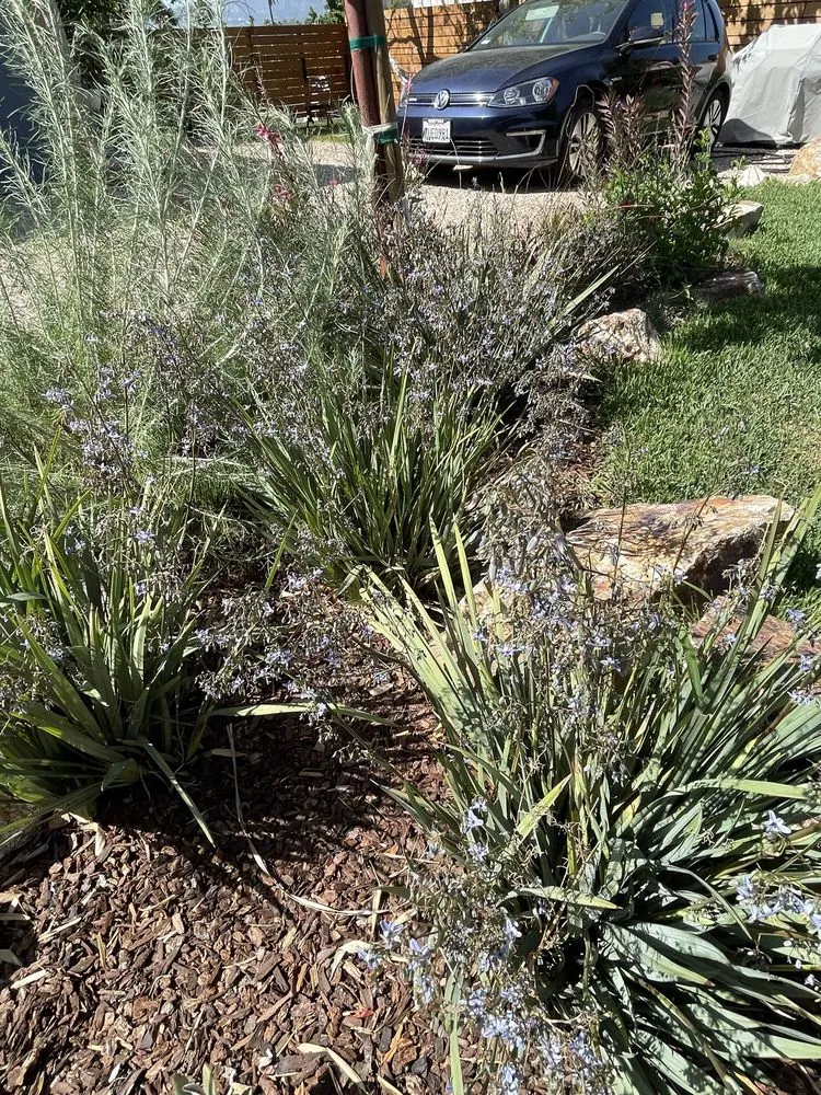 Reliable landscape installation with custom design in San Fernando, CA by Armas Landscape