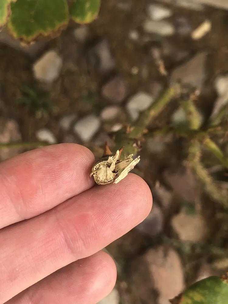 Reliable yard cleanup service in El Paso, TX - Armendariz Gardens