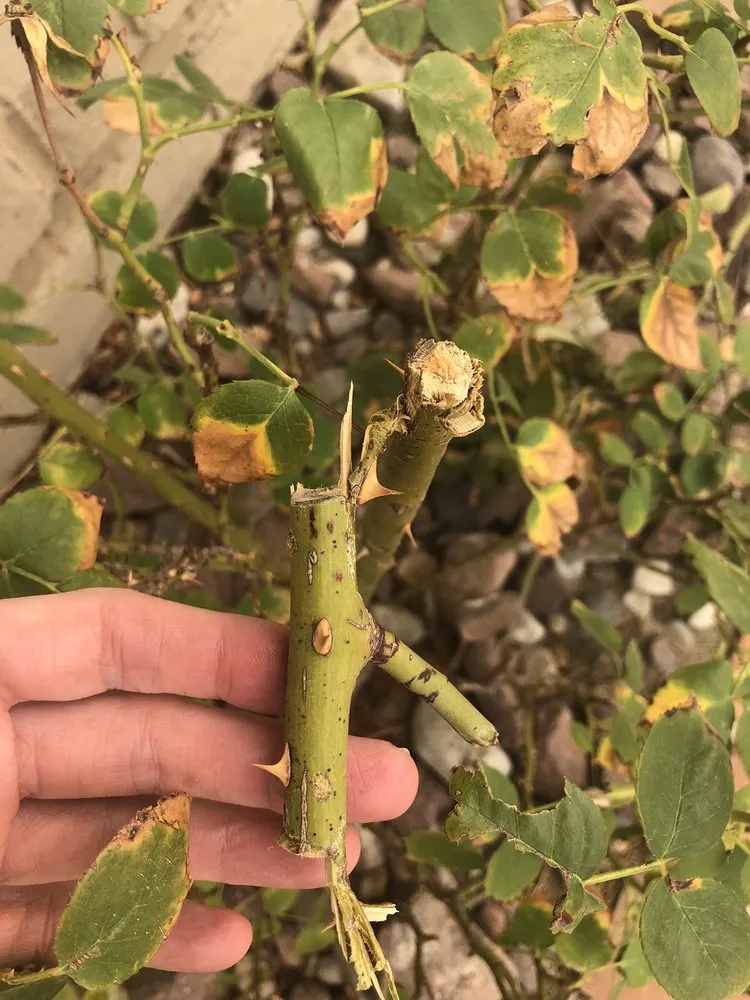 Professional lawn care service for residential properties in El Paso, TX by Armendariz Gardens