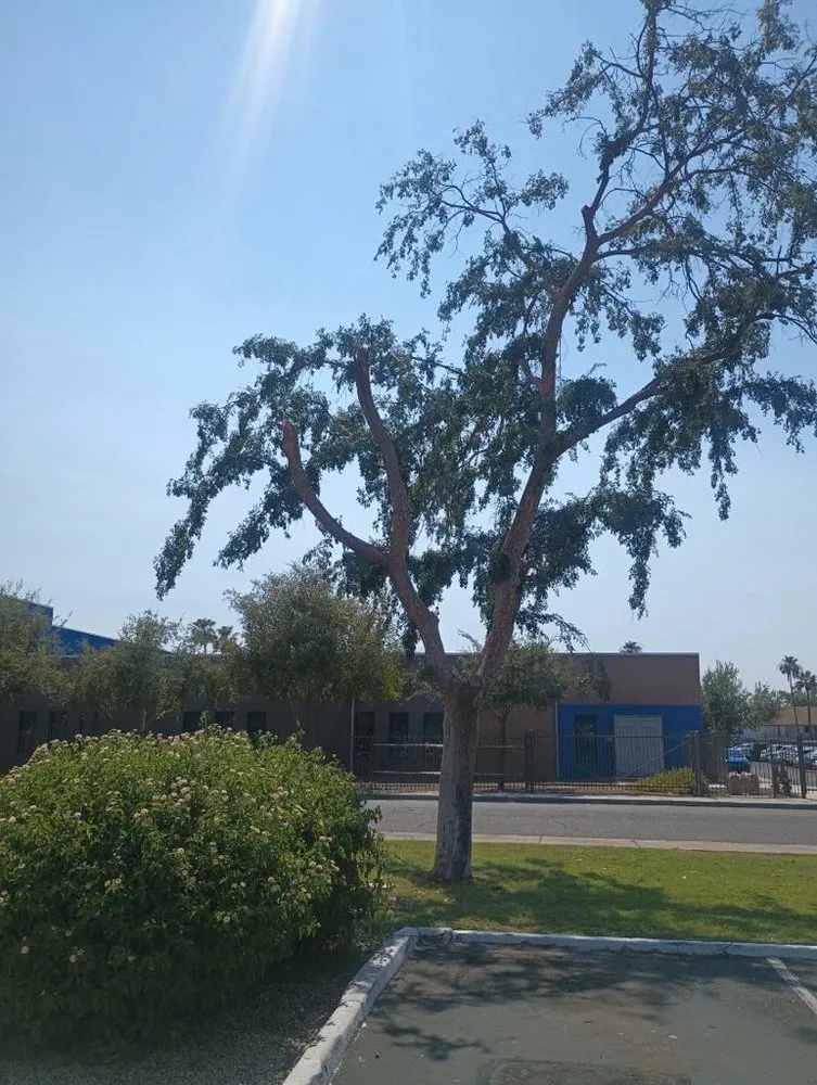 Top-rated yard maintenance experts serving Phoenix, AZ - Armenta Landscaping Services