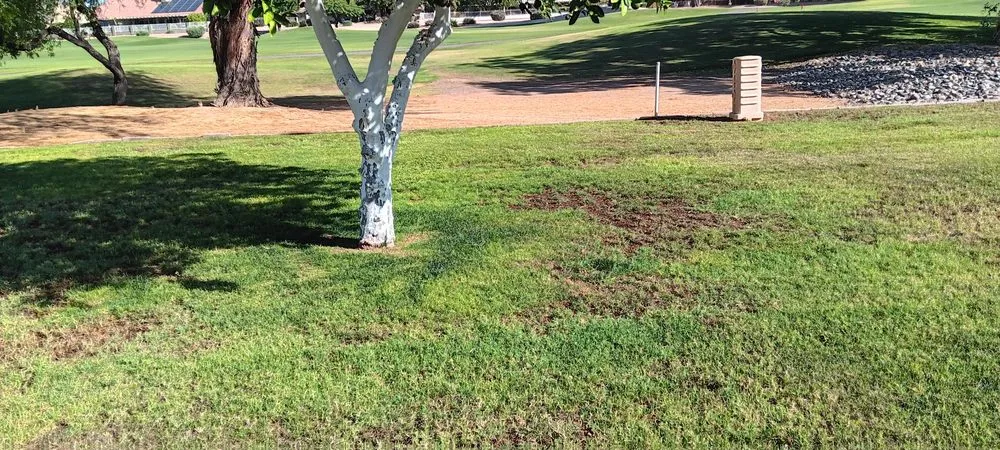 Reliable landscaping services in Sun City, AZ by Armin & Son Landscaping