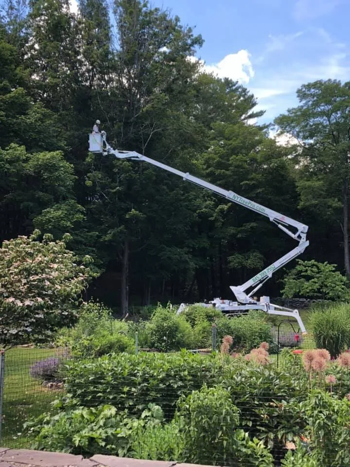 Custom yard maintenance near you in Kingston, NY by Armin's Tree Service
