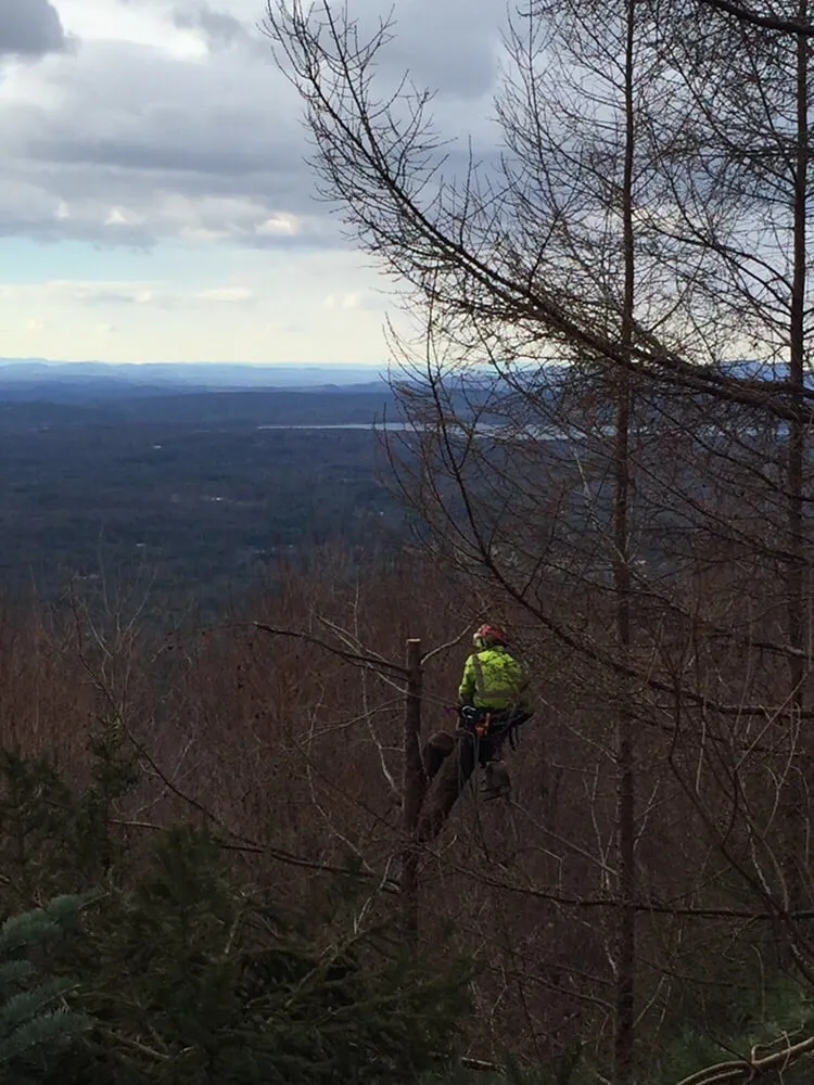 Expert yard cleanup service in Kingston, NY by Armin's Tree Service