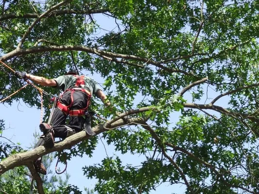 Armin's Tree Service