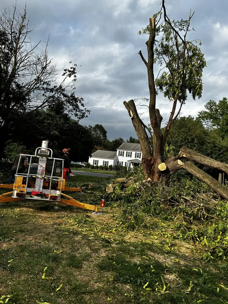 Professional yard maintenance experts serving Avondale, PA - Armor And Anchor