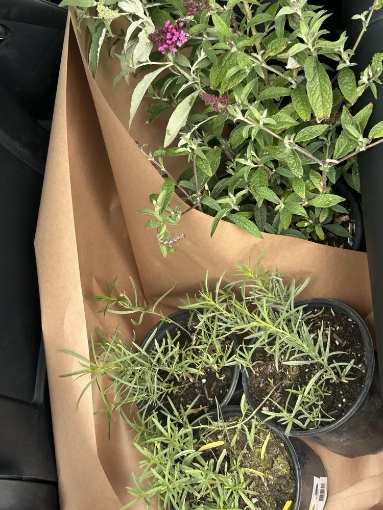 Reliable landscape design in Anaheim, CA - Armstrong Garden Centers