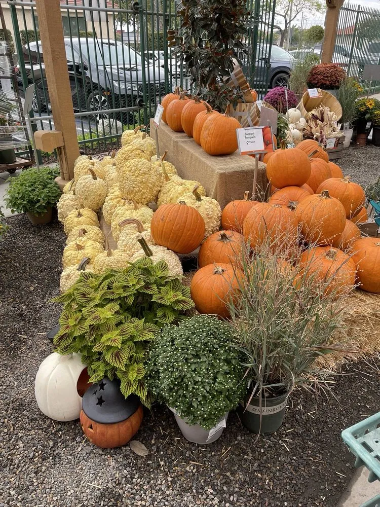 Affordable lawn care service for homes across Anaheim, CA - Armstrong Garden Centers