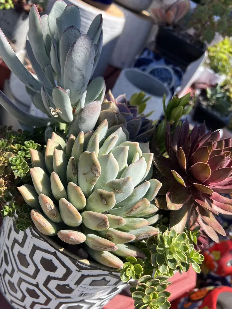 Custom garden landscaping in Anaheim, CA by Armstrong Garden Centers