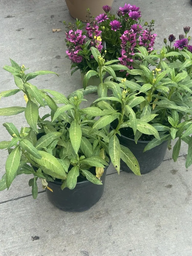 Reliable lawn mowing service in Anaheim, CA by Armstrong Garden Centers