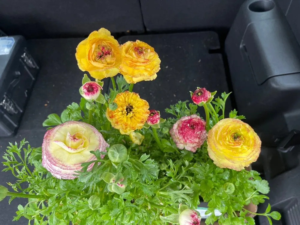 Expert residential landscaping for homes across Anaheim, CA - Armstrong Garden Centers