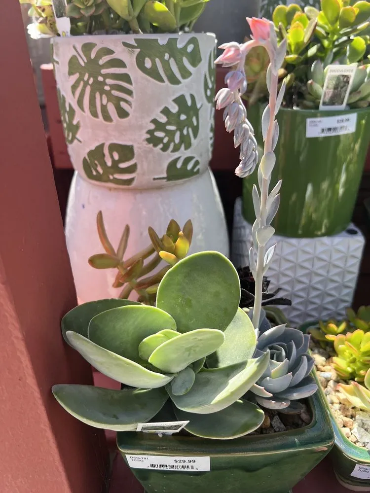 Reliable yard maintenance in Anaheim, CA - Armstrong Garden Centers