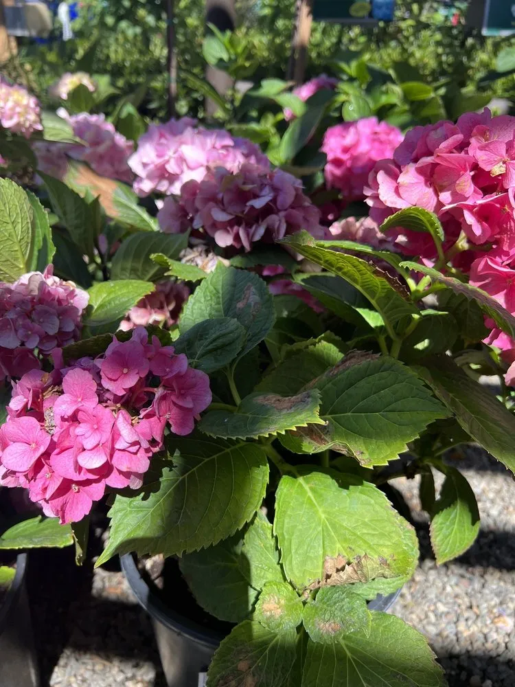 Top-rated outdoor landscaping in Anaheim, CA by Armstrong Garden Centers