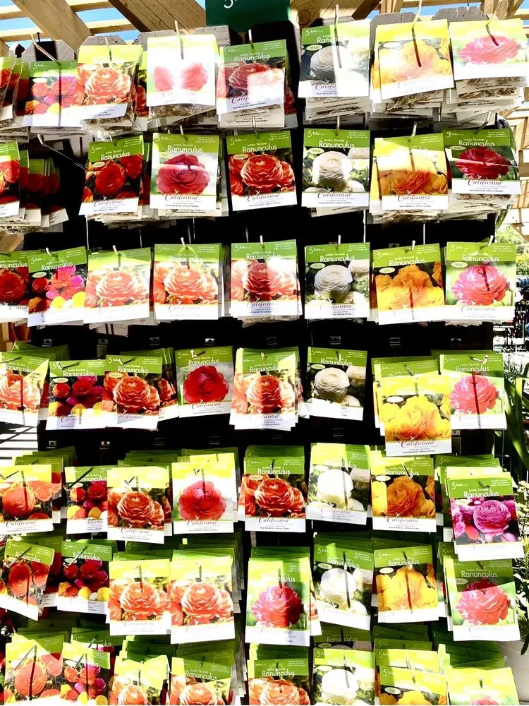 Expert yard cleanup service for year-round maintenance across Carlsbad, CA - Armstrong Garden Centers