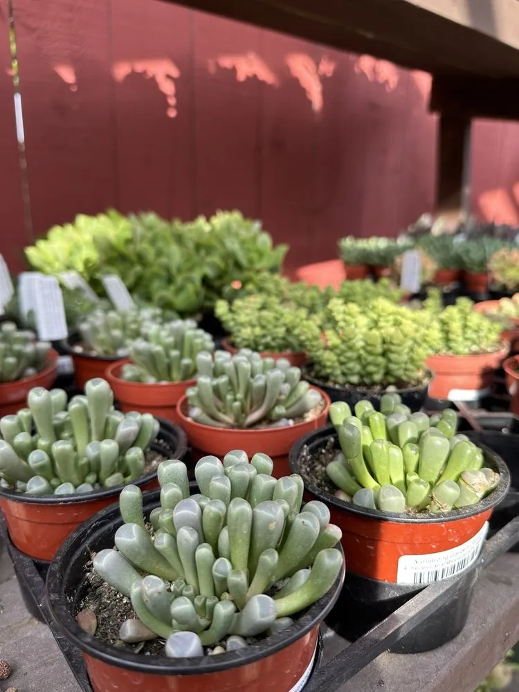 Professional lawn care service experts serving Carlsbad, CA - Armstrong Garden Centers