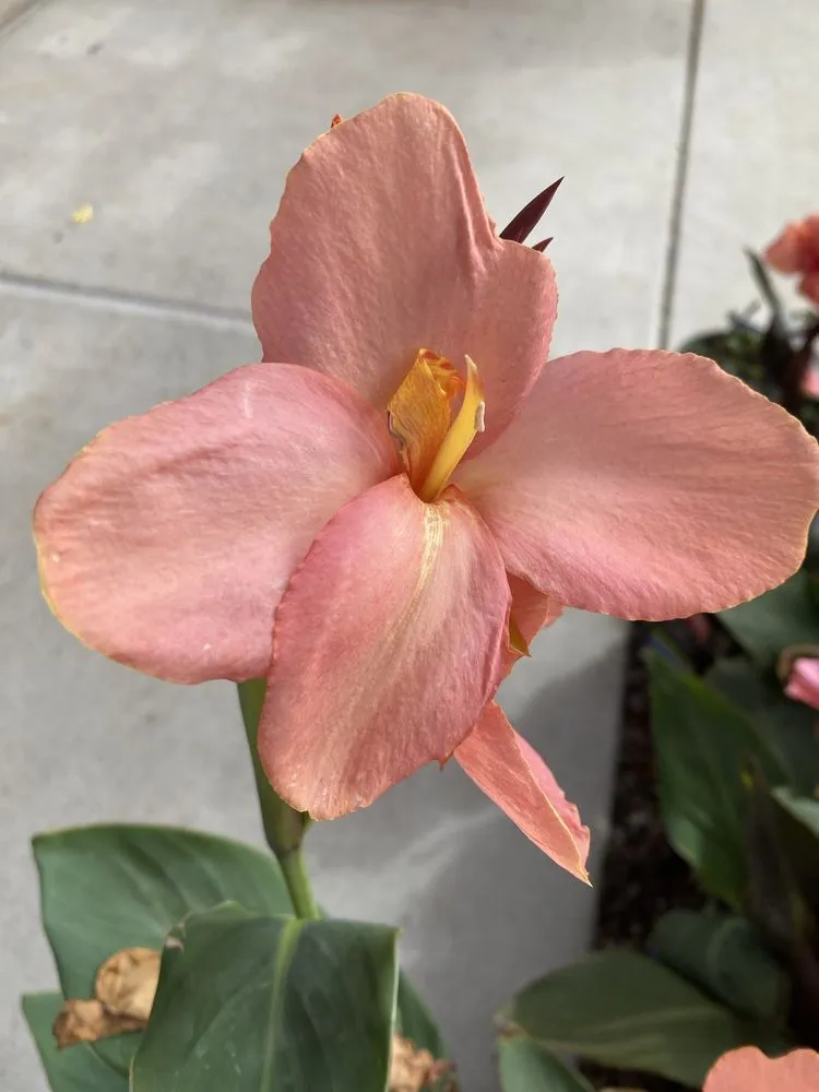 Top-rated outdoor landscaping with custom design in Carlsbad, CA by Armstrong Garden Centers