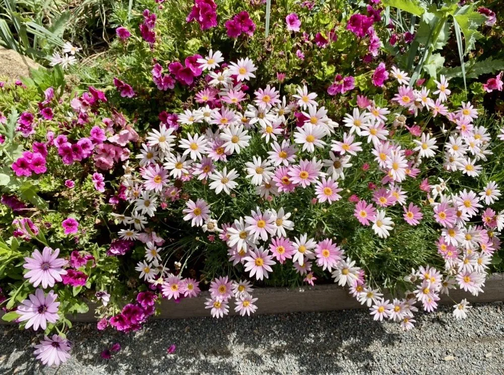 Professional garden landscaping with custom design across Carlsbad, CA - Armstrong Garden Centers