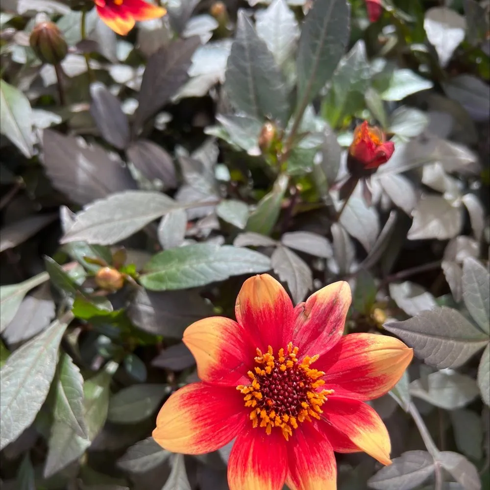 Local landscape design for beautiful yards in Carlsbad, CA by Armstrong Garden Centers