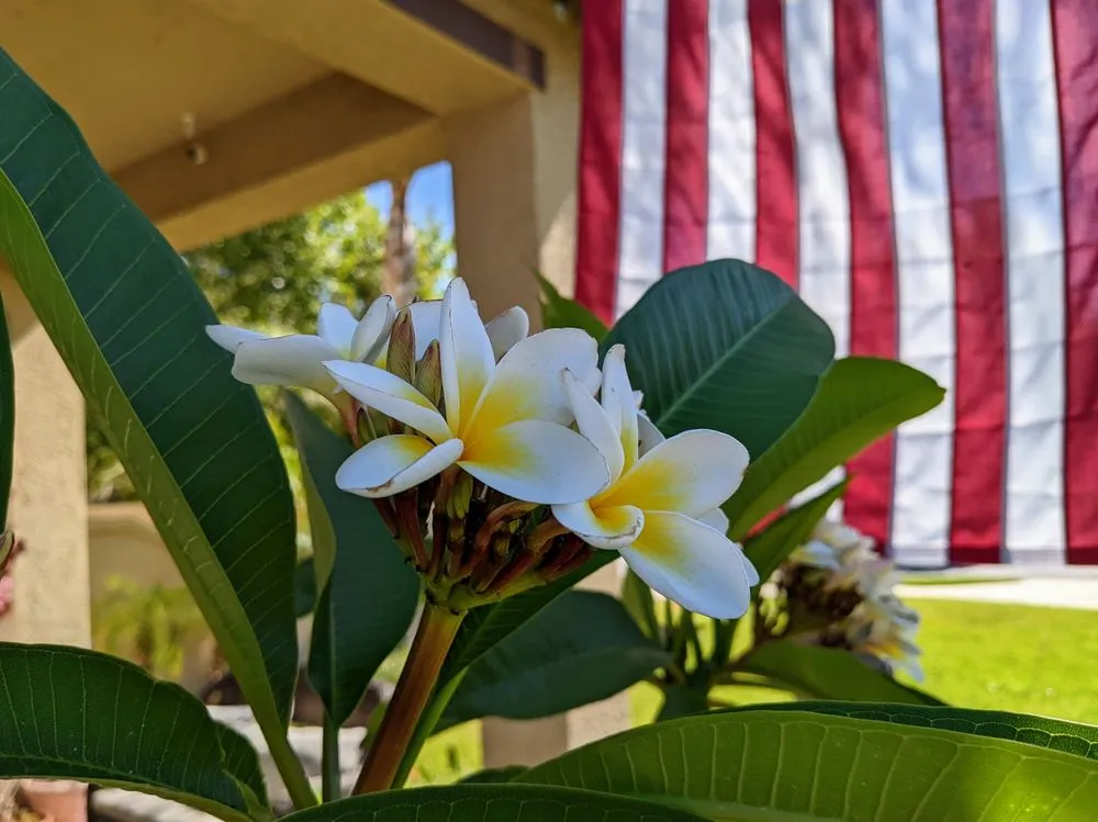 Trusted lawn mowing service for year-round maintenance across Claremont, CA - Armstrong Garden Centers