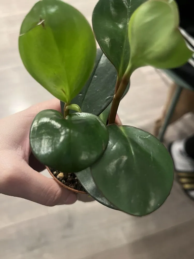 Affordable lawn care service in Claremont, CA - Armstrong Garden Centers