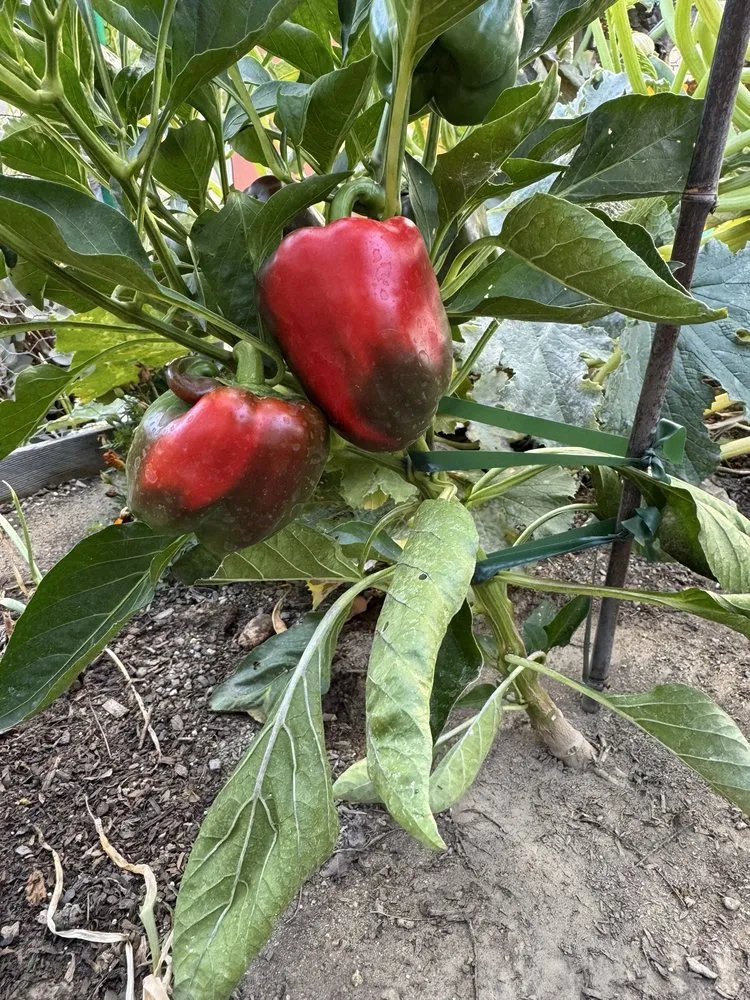 Reliable lawn mowing service in Claremont, CA - Armstrong Garden Centers