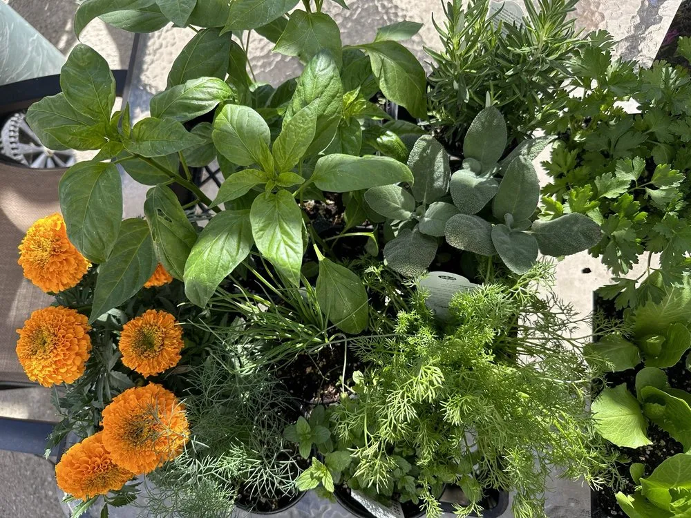 Top-rated yard maintenance in Claremont, CA - Armstrong Garden Centers