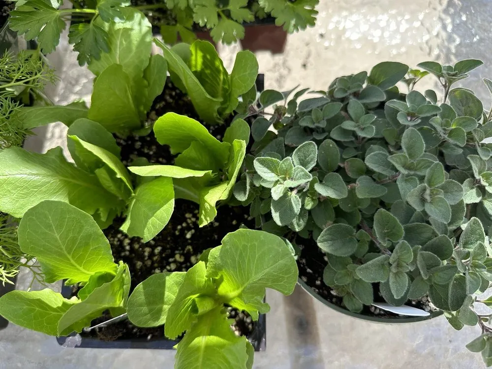 Reliable residential landscaping for outdoor upgrades across Claremont, CA - Armstrong Garden Centers