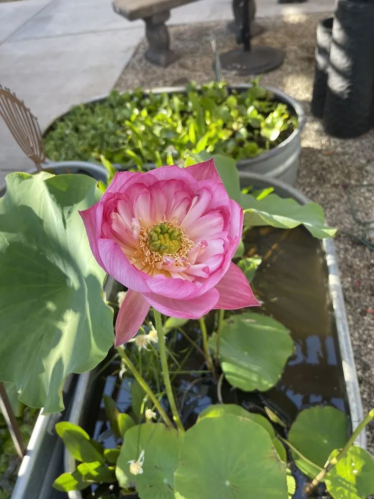 Trusted landscape design in Claremont, CA - Armstrong Garden Centers