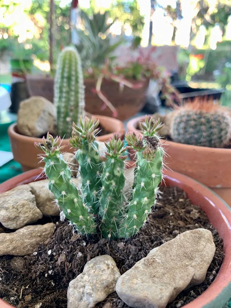 Local lawn care service experts serving Claremont, CA - Armstrong Garden Centers