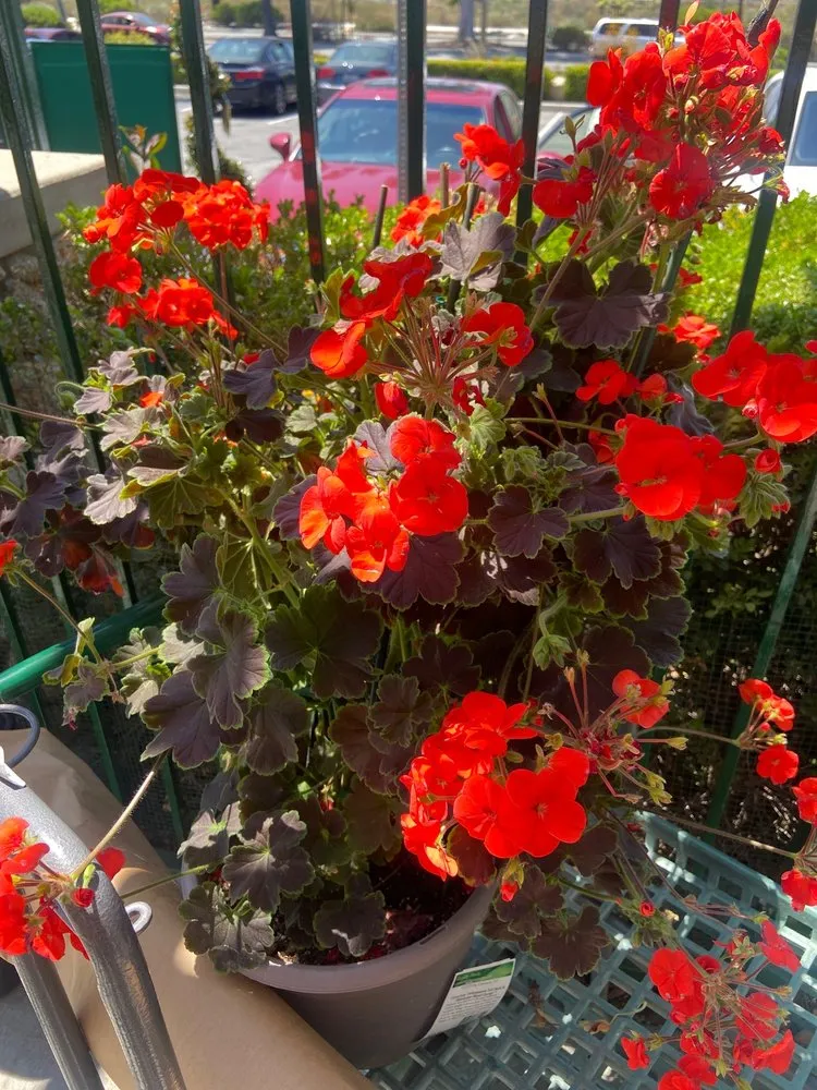 Custom landscape design in Claremont, CA by Armstrong Garden Centers