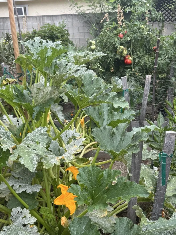 Reliable lawn mowing service for year-round maintenance across Claremont, CA - Armstrong Garden Centers