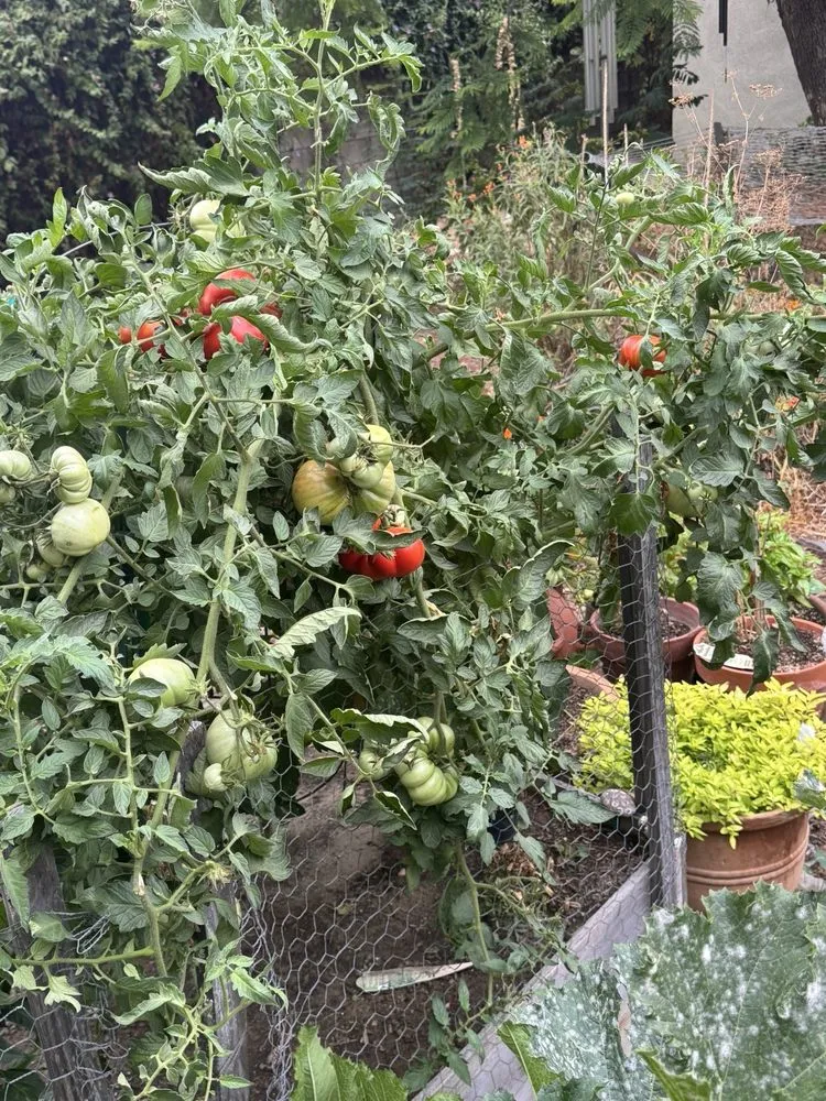 Top-rated outdoor landscaping in Claremont, CA by Armstrong Garden Centers