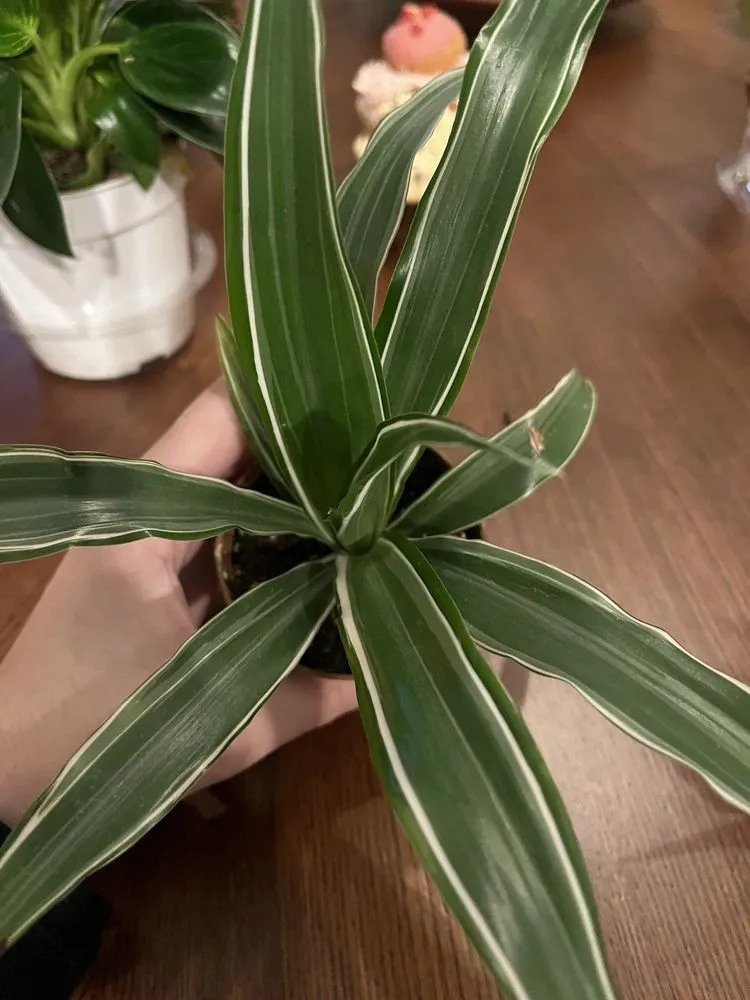 Top-rated outdoor landscaping in Claremont, CA - Armstrong Garden Centers