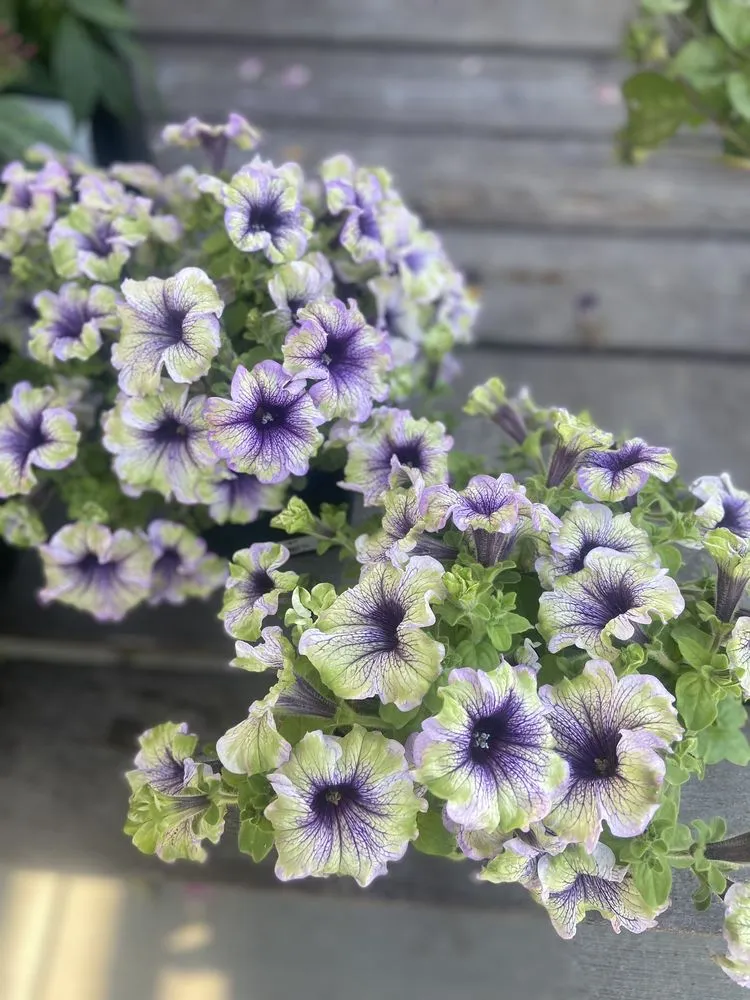 Local landscape design near you in Claremont, CA by Armstrong Garden Centers