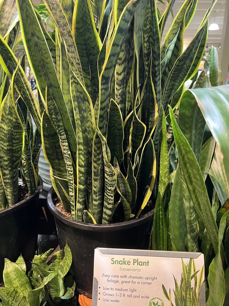 Custom landscaping services in Claremont, CA - Armstrong Garden Centers