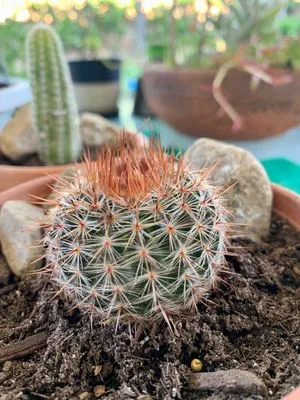 Armstrong Garden Centers