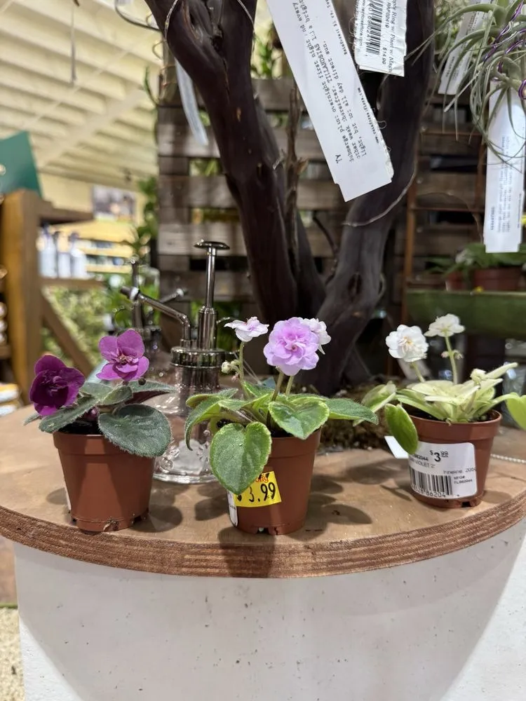 Expert landscape installation experts serving Costa Mesa, CA - Armstrong Garden Centers