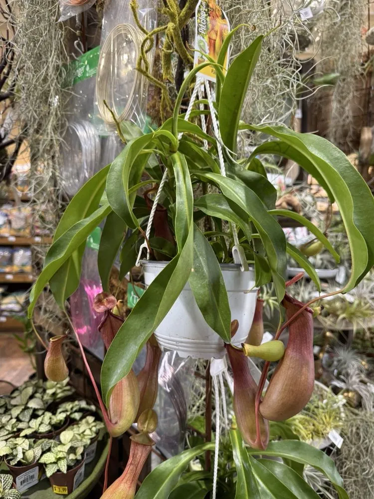 Affordable landscaping services in Costa Mesa, CA - Armstrong Garden Centers