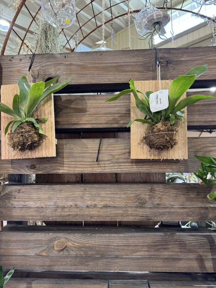 Reliable landscaping services experts serving Costa Mesa, CA - Armstrong Garden Centers