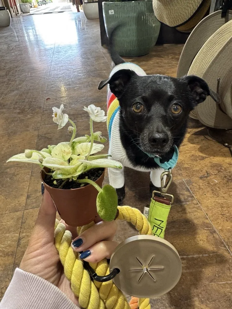 Custom outdoor landscaping for beautiful yards across Costa Mesa, CA - Armstrong Garden Centers