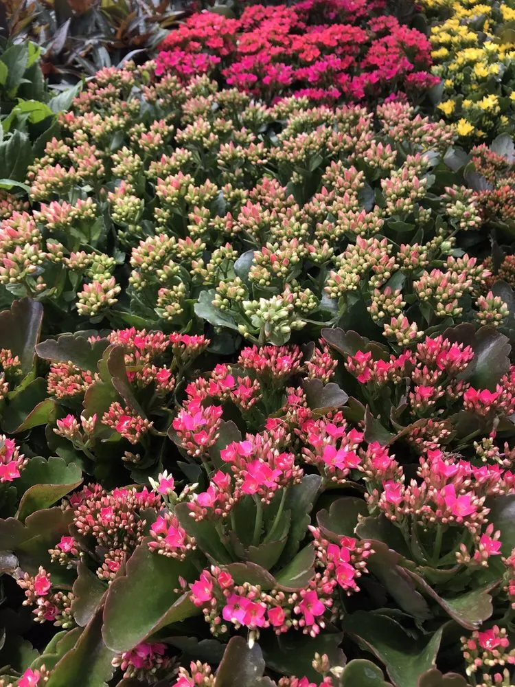 Custom outdoor landscaping with custom design in Costa Mesa, CA by Armstrong Garden Centers