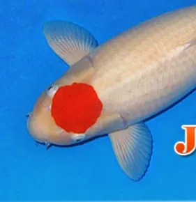 Expert lawn mowing service for year-round maintenance across Costa Mesa, CA - Armstrong Garden Centers