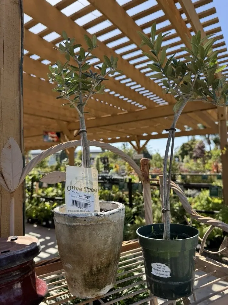 Professional outdoor landscaping for homes in Costa Mesa, CA by Armstrong Garden Centers